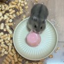보라펫 | [후기] 내돈내산 햄토리 용품1 _보라펫