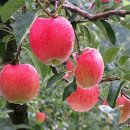 부석사관광안내소 이미지