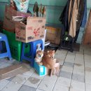 곰슌