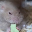 전주 햄스터 이미지