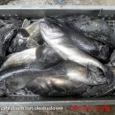 대부도바다낚시터 이미지