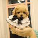 플랜멍 강아지분양 대구본점 이미지