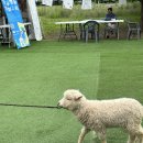 자라섬 꽃페스타 후기, 양귀비와 수레국화 가득했던 봄꽃축제