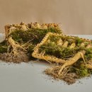 금산인삼 이미지