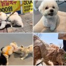 옐레드 하남미사점 | 미사강아지호텔의 새로운 기준, 옐레드 하남미사점 후기✨