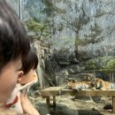 동상어린이집 | 17개월 아기랑 에버랜드 로스트밸리 워킹사파리🦒 후기(평일, 발길닿는대로, 수유실 위치 등)