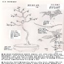 나무62