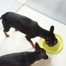 도그도마 이미지