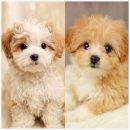 안심소통센터 | 인천 주안 버디독 강아지 분양 안심 분양센터 후기 인천 강아지 분양 30대 부부도 만족한 선택