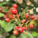 소리의섬 이미지