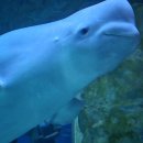 롯데월드아쿠아리움 이미지