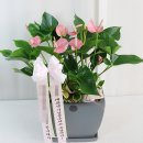 홍란농장 | 개업축하화분배달 여기가 맛집일세!!