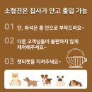 더리버163 | 대구 파동 반려견동반 브런치카페 '더리버163'