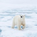 북극곰도 도구 사용…얼음덩이로 바다코끼리 머리 내리친다. 이미지