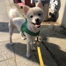 서촌도그살롱 이미지