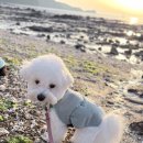 베스트 | 강아지여름옷 추천, 호지 쿨베스트 후기