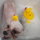 삐삐펫살롱 이미지