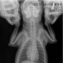 펫츠나라 동물병원 이미지