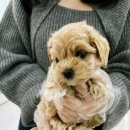 퍼피댕 안심분양소 강아지분양 애견입양 천안아산점 이미지