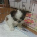 아가펫 | 아가펫 강아지 분양 후기