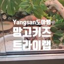 망고키즈트라이랩 센텀점 | [2025 여름 육아 핫플] 실내에서 도마뱀 만지는 체험? 양산망고키즈트라이랩 리얼 후기