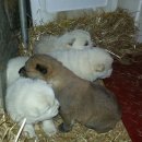 해밀염소농원 이미지