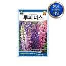 다농 이미지
