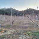 안촌농장 이미지