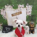 옥천애견미용 이미지