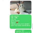 옥계신당로1길-1 | 구미 옥계동 고양이 미용/호텔 '야옹아 놀자'에서 드디어 우리 집 고양이 미용 성공