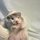 선셋 햄스터리 이미지