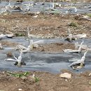 한농접목테이프 이미지