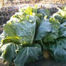 대현농장 이미지