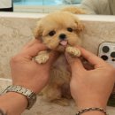 고려애견샵 이미지