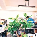 행복순대국 이미지