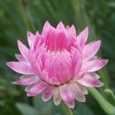 로단테(Rhodanthe) 이미지