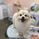 달고나 펫살롱 이미지