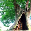 달빛에 물들이고 이미지