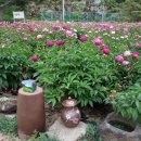 송학사슴농장 이미지