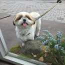 씨너리 | 강아지 방광결석 수술 후기 및 비용