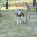 알로하 동물병원 이미지