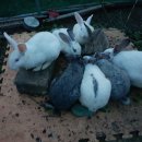 성천농장 이미지