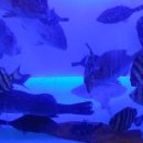 직거래 회 수산 이미지