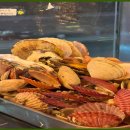 지금조개 이미지