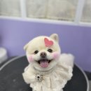 몽가펫 | 경산애견미용 잘해주는 몽가펫 방문 후기