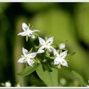 금강초롱 이미지