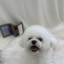 몽글몽글 이미지