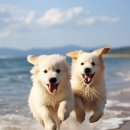 안양동물병원 이미지