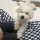 바니펫살롱 이미지