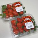 봄동 | 코스트코 딸기, 봄동, 귀리 11월 4주 쇼핑 후기